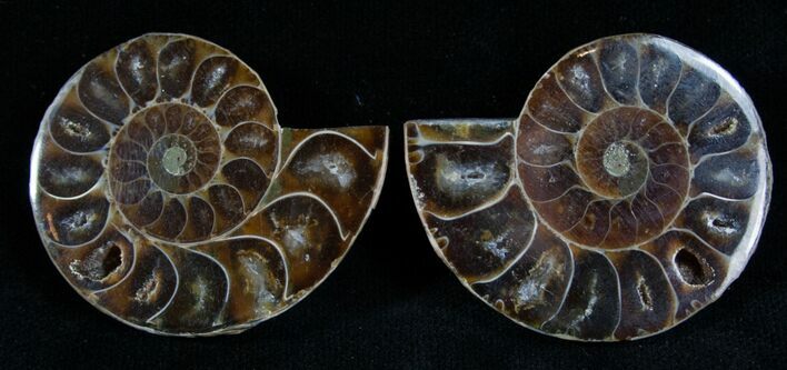 Small Desmoceras Ammonite Pair #7540